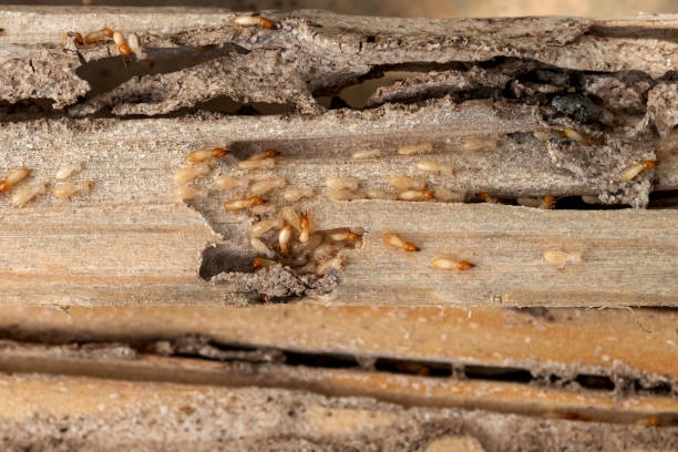 Best Mosquito Control Services  in Cayuga Heights, NY